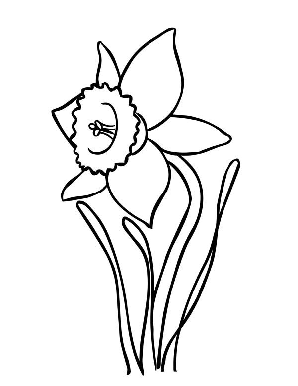 600x776 Daffodil Outline Group With Items
