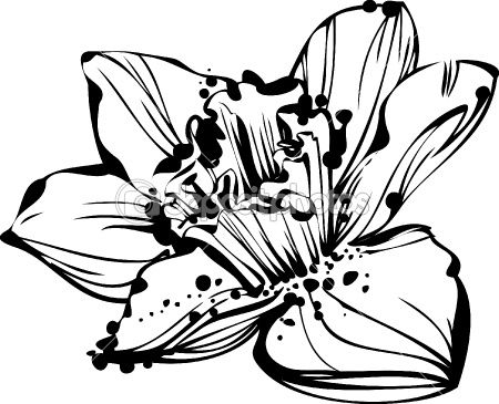 450x365 narcissus flower tattoo outline drawing painting birth