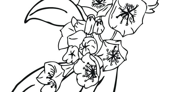 570x310 Flowers Coloring Pages Daffodils Free