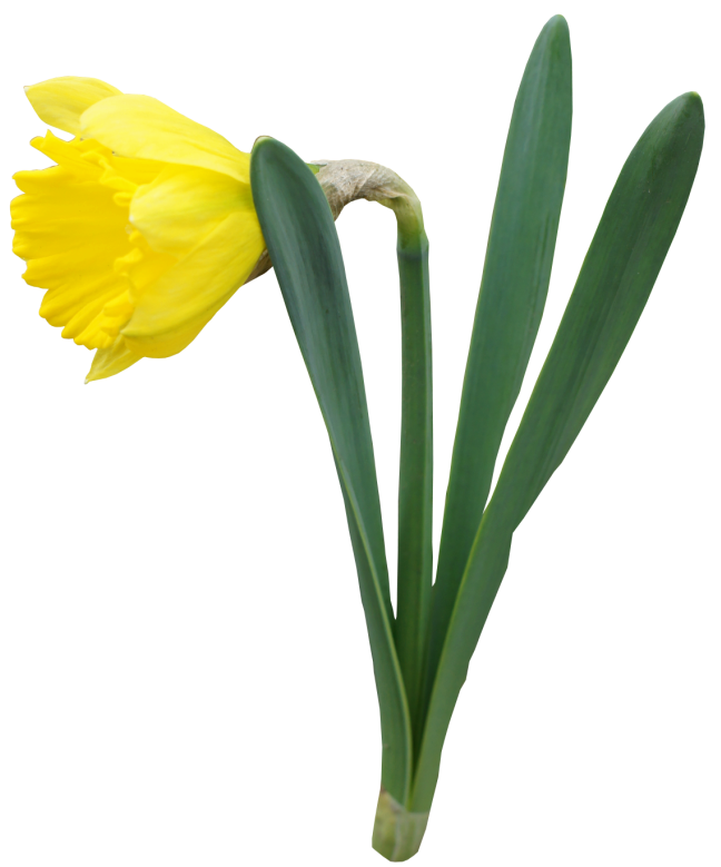 Daffodil Flower Drawing
