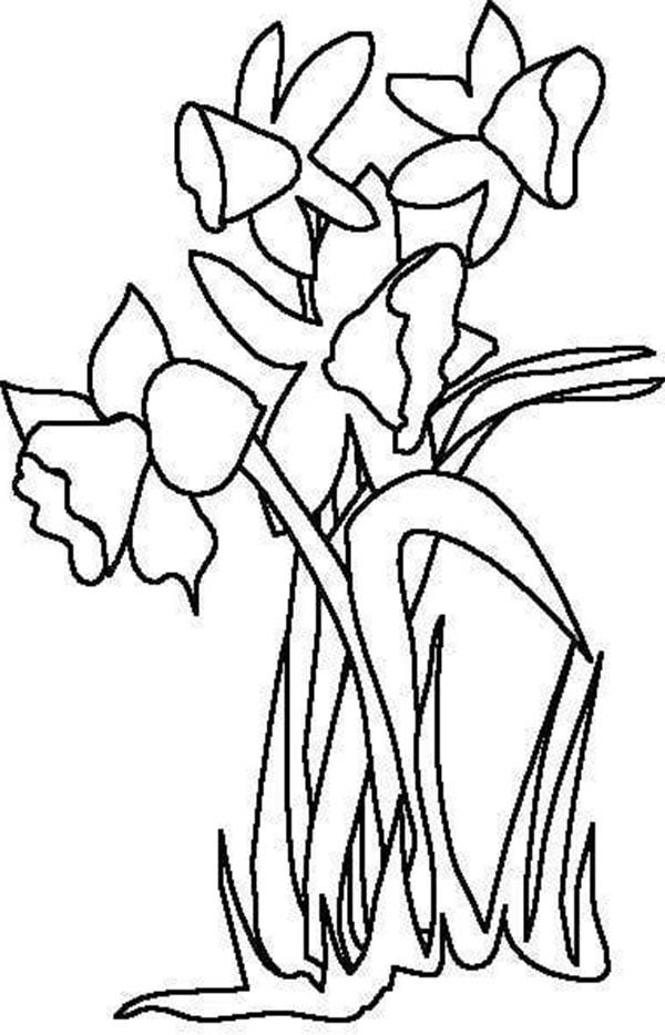 600x934 Daffodil Coloring Page How To Draw A Tiger Lily Step