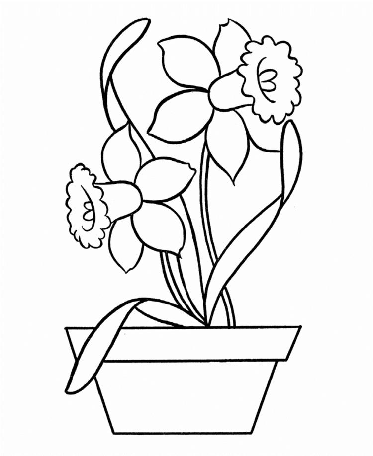 750x918 Daffodil Flower Coloring Page