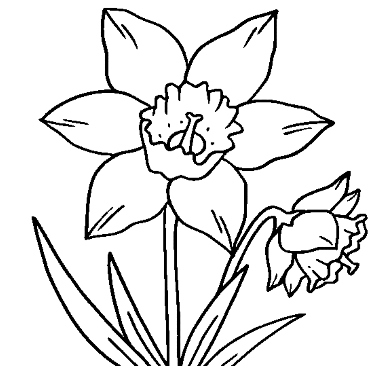 1305x1256 Daffodil Flower Coloring