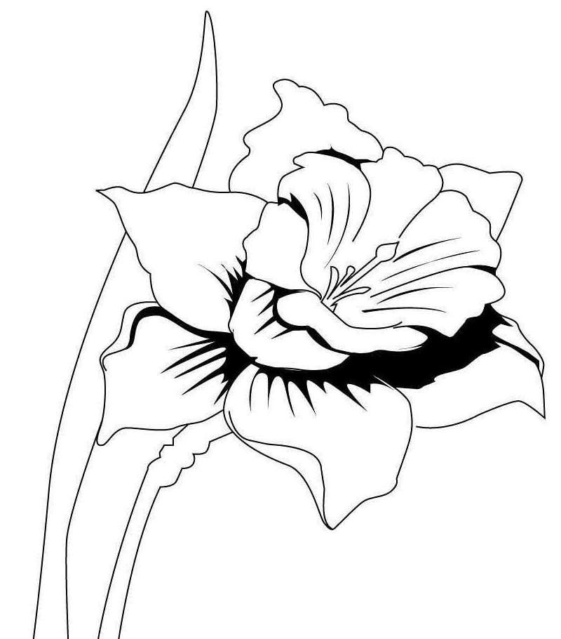 800x910 Daffodil Flower Coloring Pages X Kb