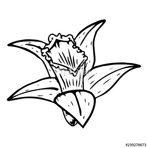 500x500 flower narcissus icon vector of a daffodil hand drawn flower
