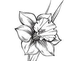 254x199 image result for narcissus drawing flowers roses plants