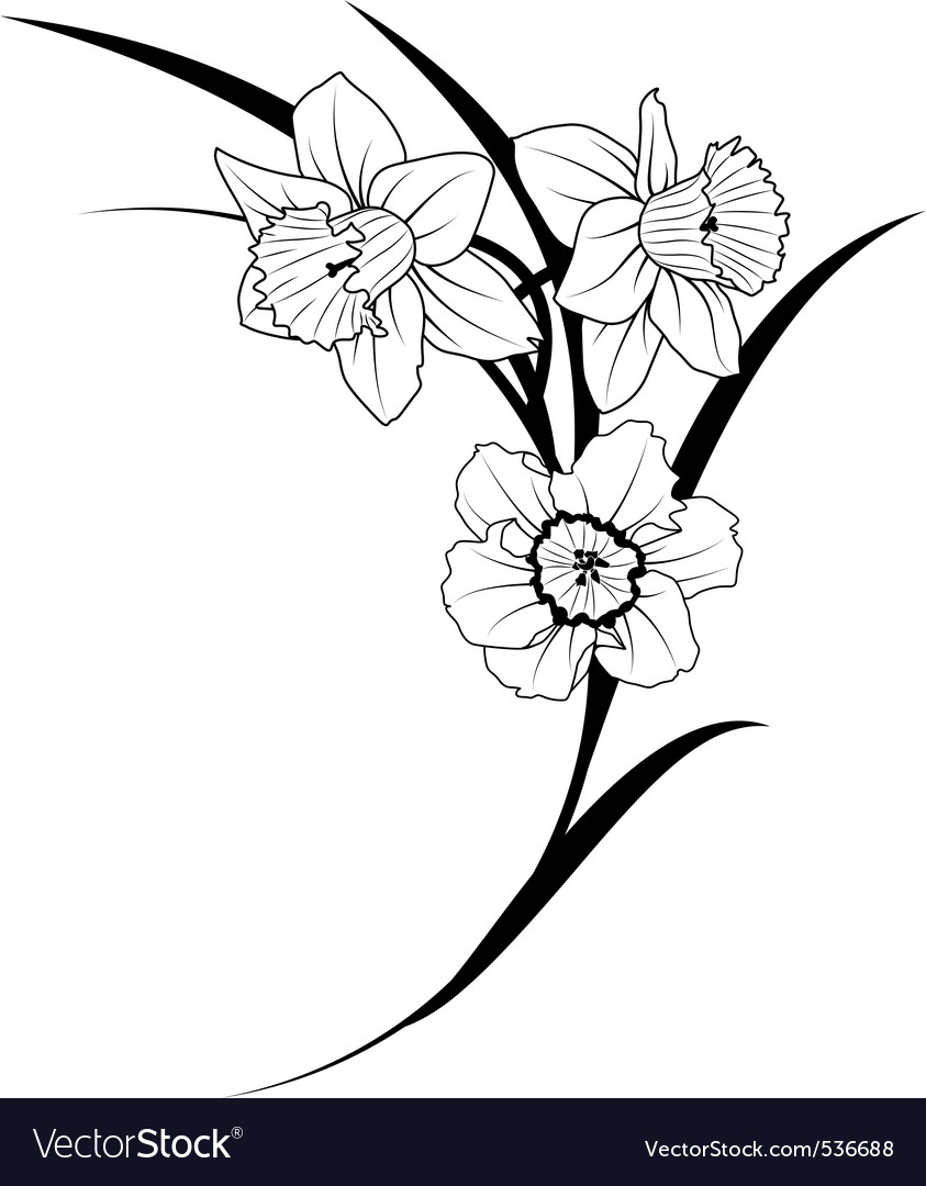 843x1080 narcissus flower drawing weekly doodles and tuts how to draw