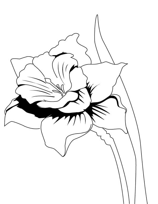 600x776 Realistic Drawing Of Daffodil Coloring