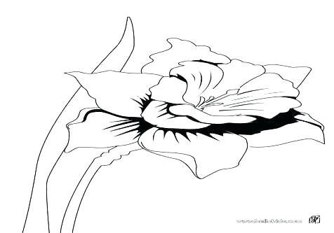 476x333 Flowers Coloring Pages Daffodils Free