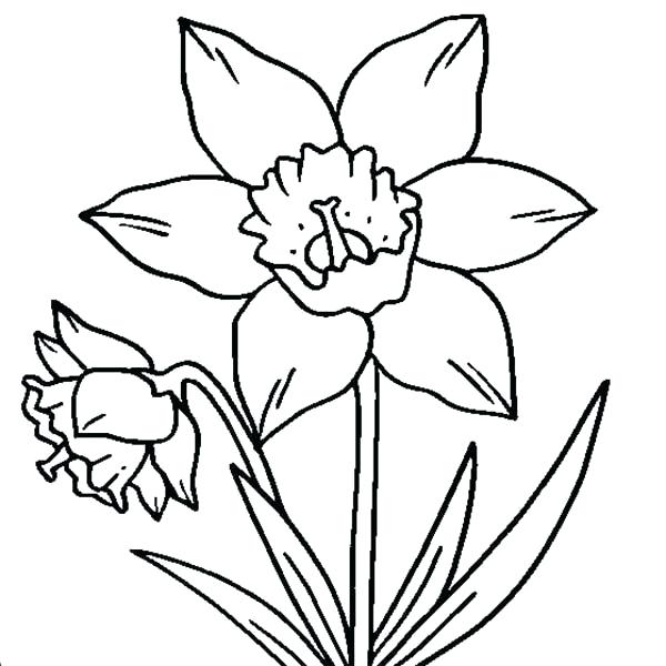 600x600 Daffodil Coloring