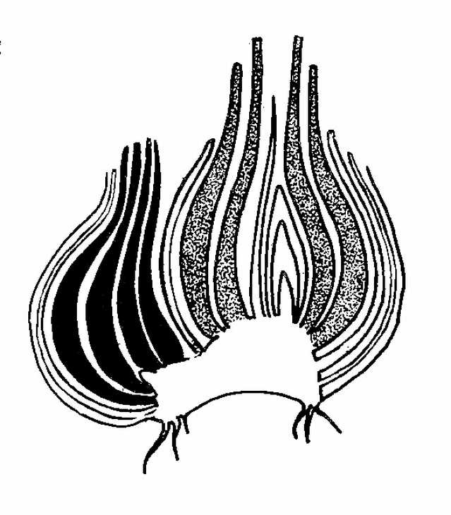 639x730 daffodil bulb in in summer biological drawings of vegetative