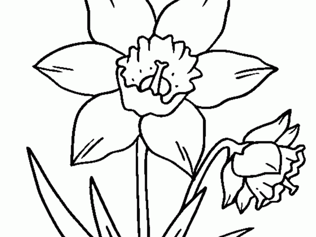 640x480 Daffodil Clipart Free Clip Art Stock Illustrations