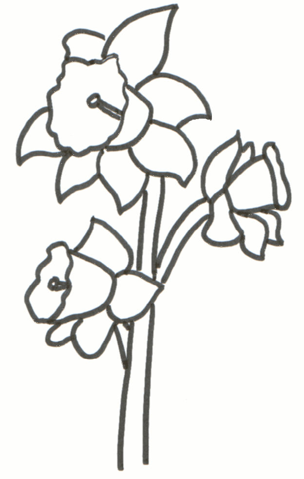 624x981 Daffodil Drawing Free Download