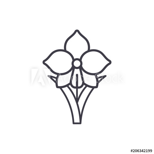 500x500 daffodil line icon, vector illustration daffodil flat concept