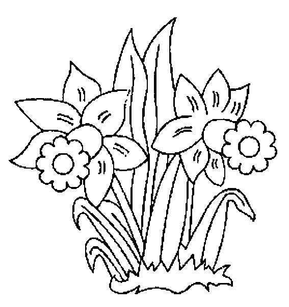 567x601 Daffodils Coloring Pages Fun Time