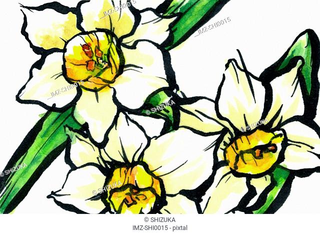 640x467 Drawings Of Daffodils