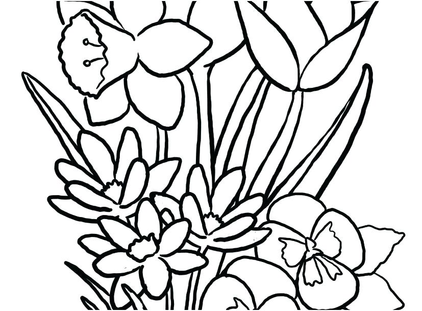 827x609 Flowers Coloring Pages Daffodils Free Online Games For Kids