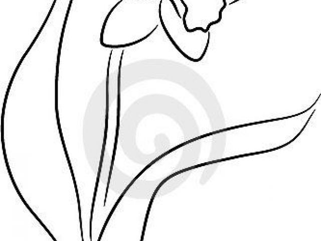 640x480 Free Drawn Daffodil, Download Free Clip Art