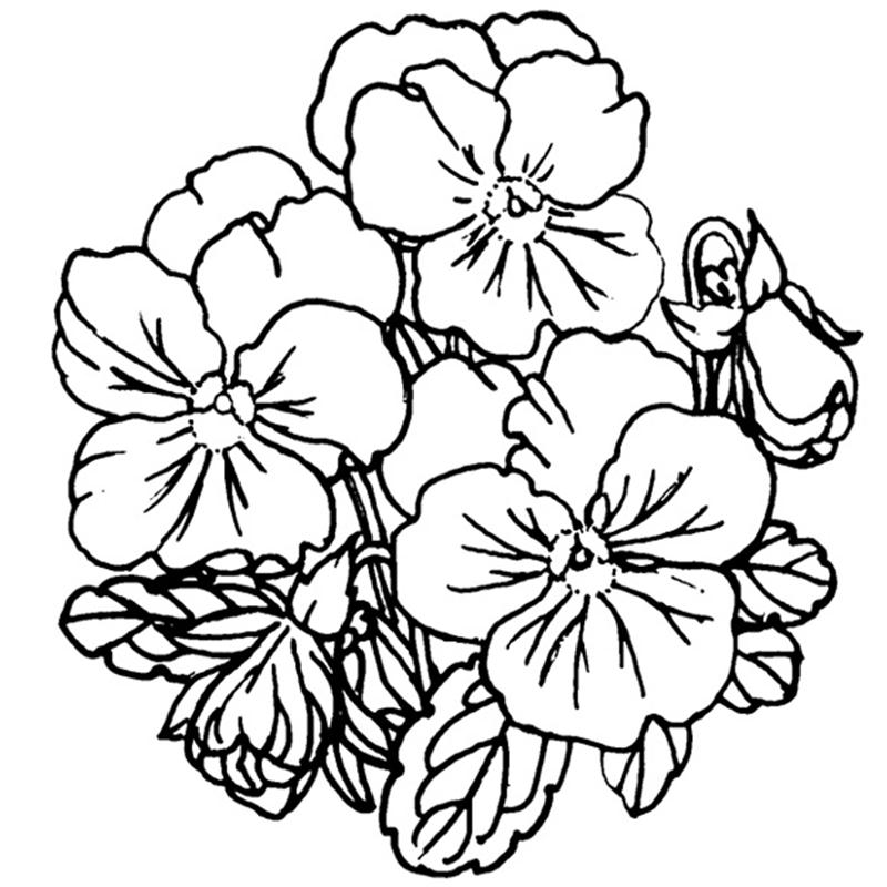 800x800 Huge Collection Of 'pansy Line Drawing' Download More Than