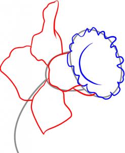 247x302 Nature Study Daffodils