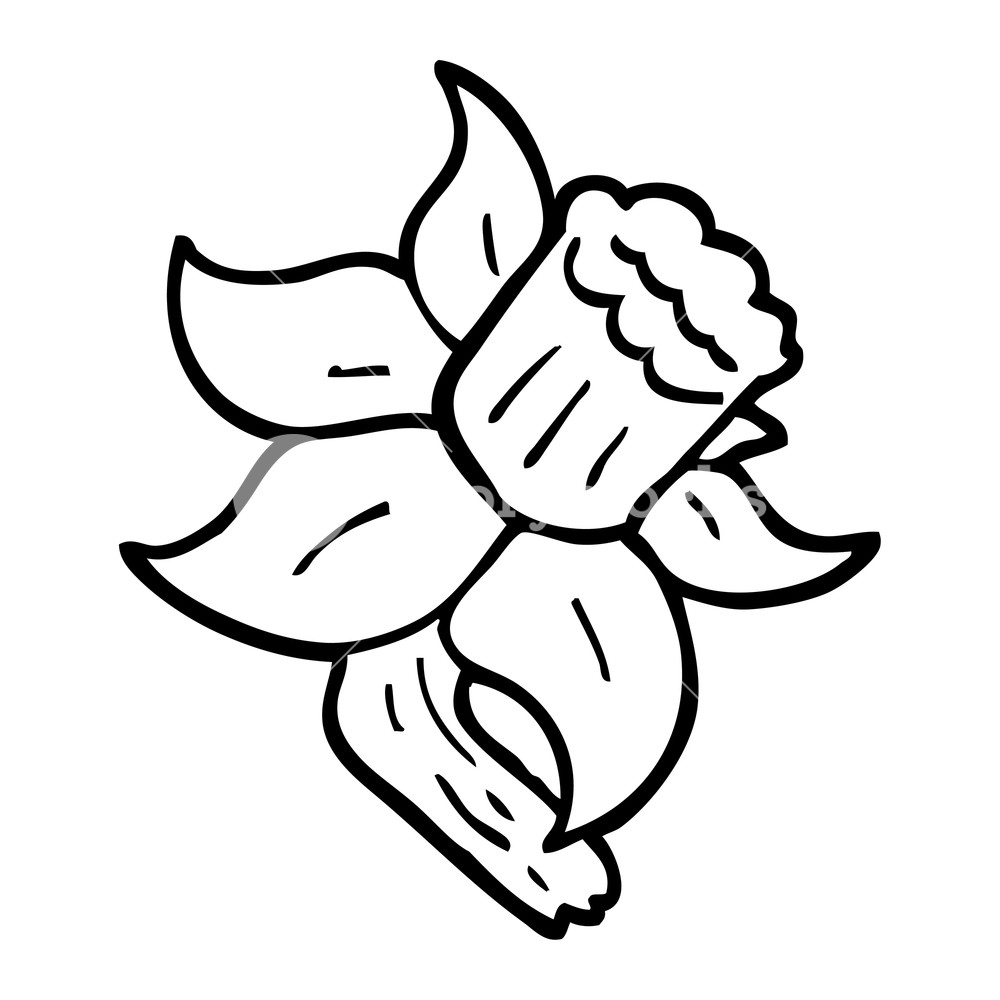 1000x1000 Black And White Cartoon Daffodil Royalty Free Stock Image