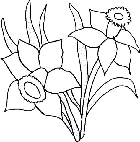 Daffodil Line Drawing | Free download on ClipArtMag