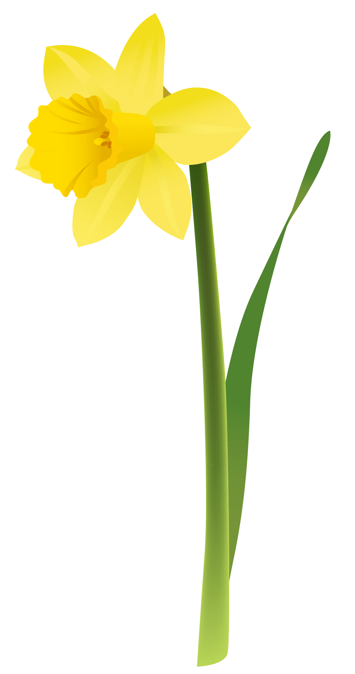 Daffodil Line Drawing Free download on ClipArtMag