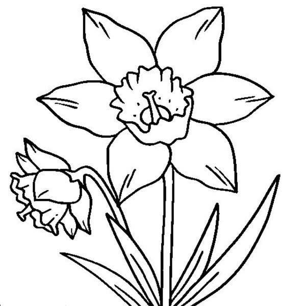 600x600 Coloring Pages Daffodil Flowers