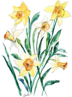 Daffodil Pencil Drawing