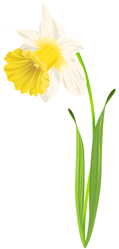 239x500 Daffodil Vector Hand Drawn Transparent Png Clipart Free Download