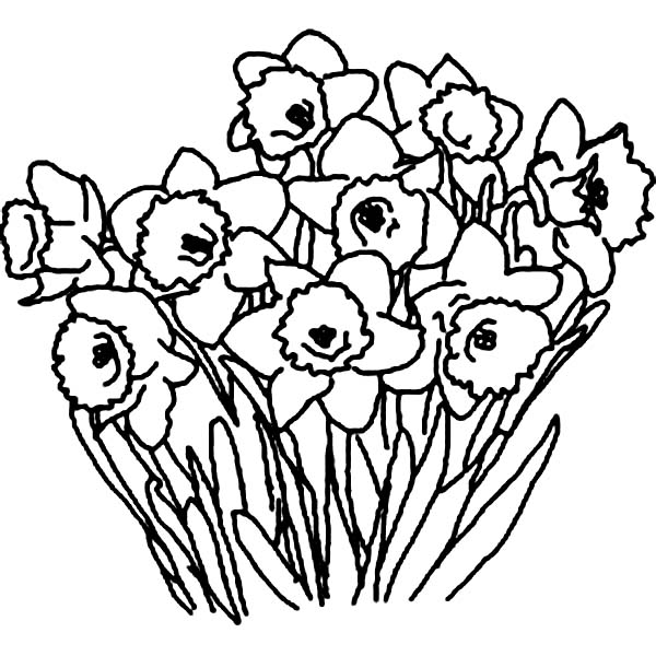600x600 Daffodil Clip Art Black And White Clipart Collection