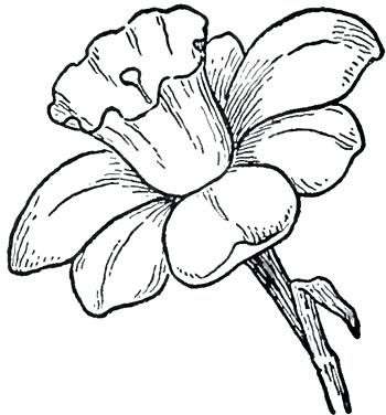 350x376 Flowers How To Draw How To Draw Daffodils With Daffodil Drawing