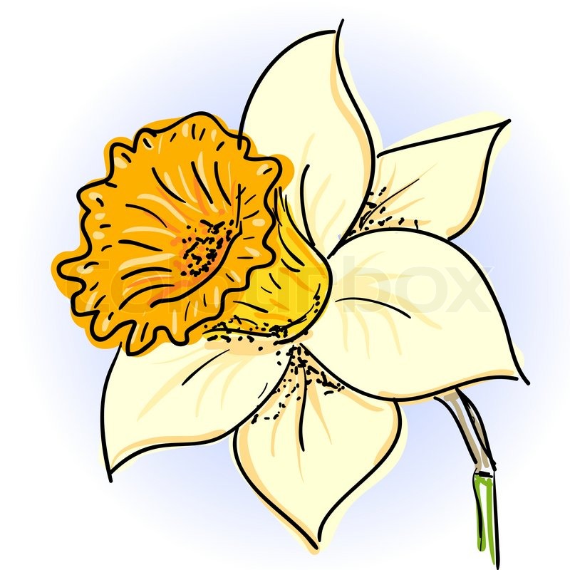 800x800 Hand Drawn Illusthration Of Daffodil Stock Vector Colourbox