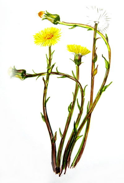 400x590 How To Draw A Daffodil