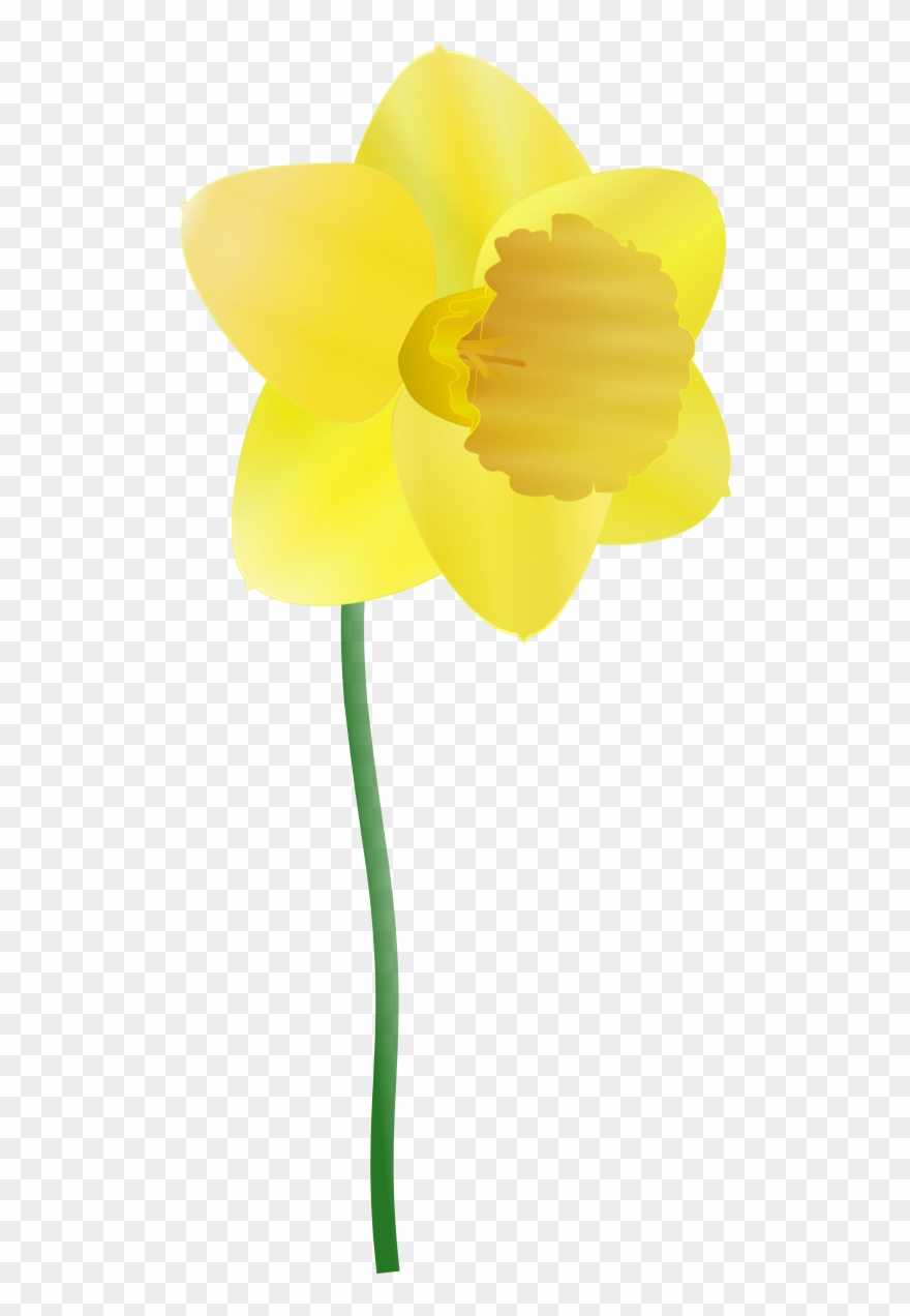 880x1272 Daffodil Clipart