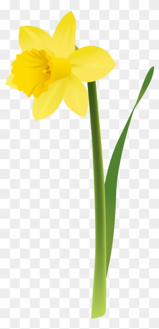 320x662 Daffodil Clipart Dafodil