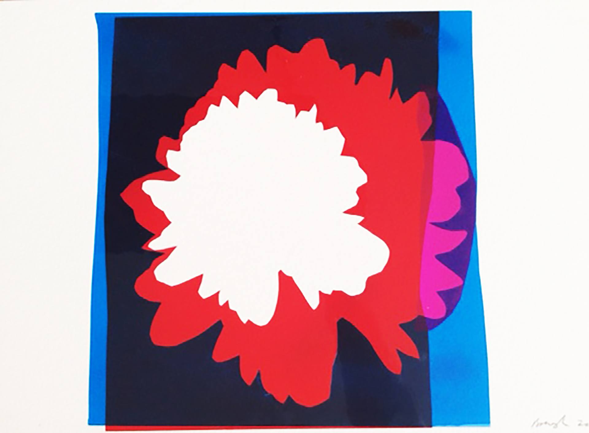 1920x1410 Dahlia Cuore Study