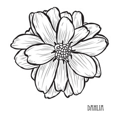 240x240 Dahlia Photos, Royalty Free Images, Graphics, Vectors Videos