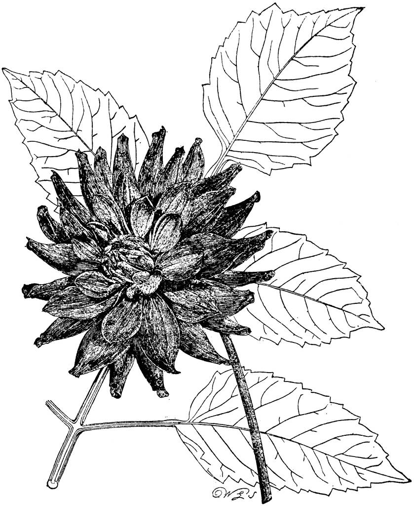 839x1024 Original Cactus Dahlia Clipart Etc