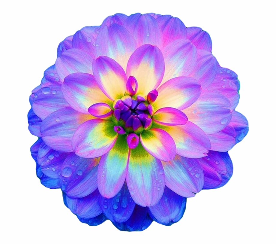 Dahlia Drawing | Free download on ClipArtMag