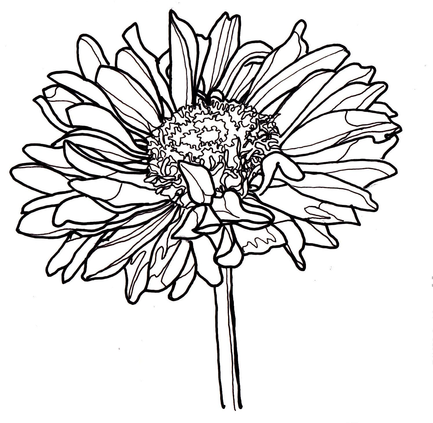 Dahlia Drawing | Free download on ClipArtMag