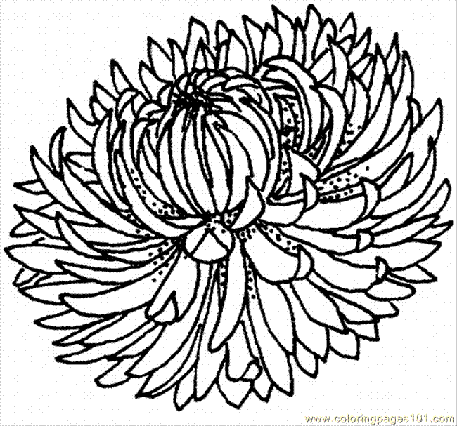 650x607 dahlia drawing mum flower for free download