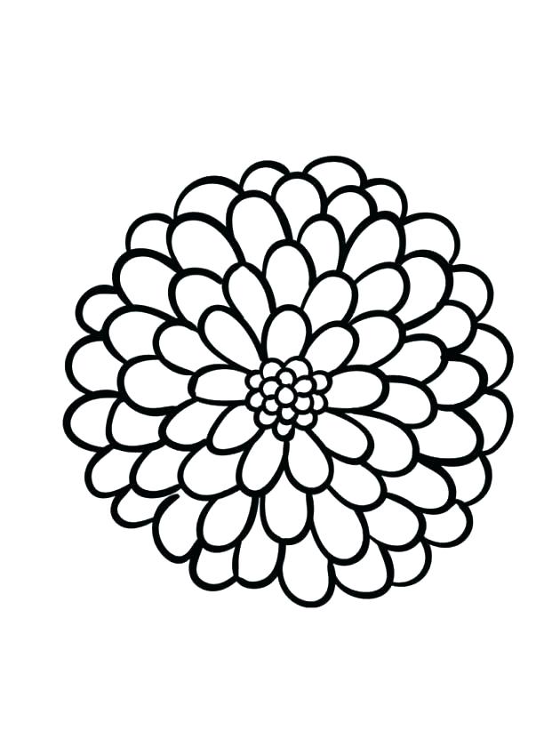 Dahlia Flower Drawing