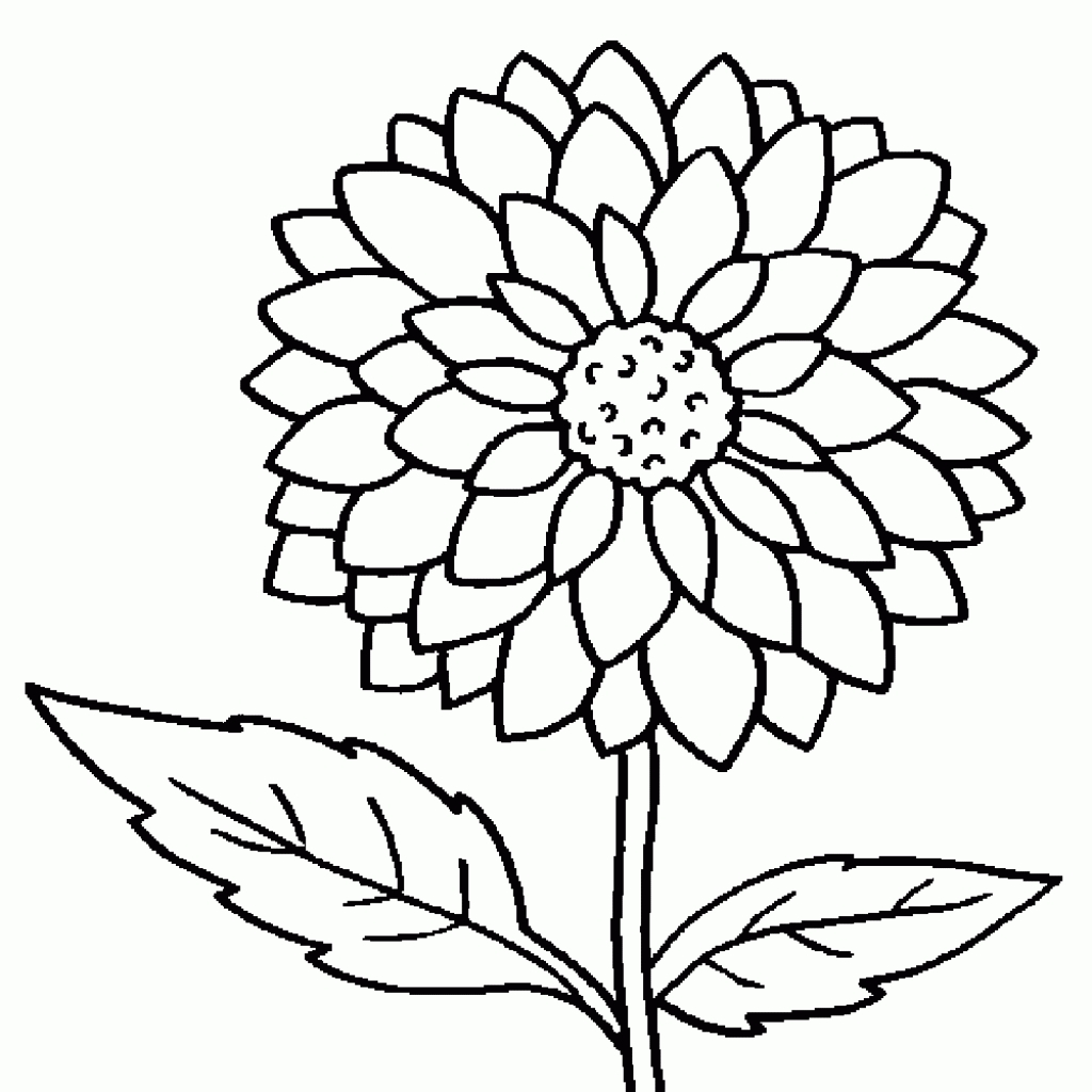 1024x1024 Dahlia Drawing Free Download