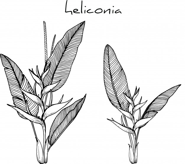 626x557 Dahlia Flower Drawings Vector Premium Download