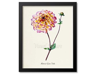 340x270 Dahlia Print Etsy