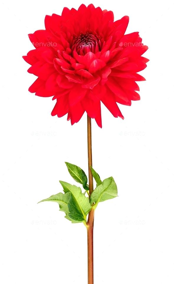 590x959 Flower With Stem How To Draw A Step