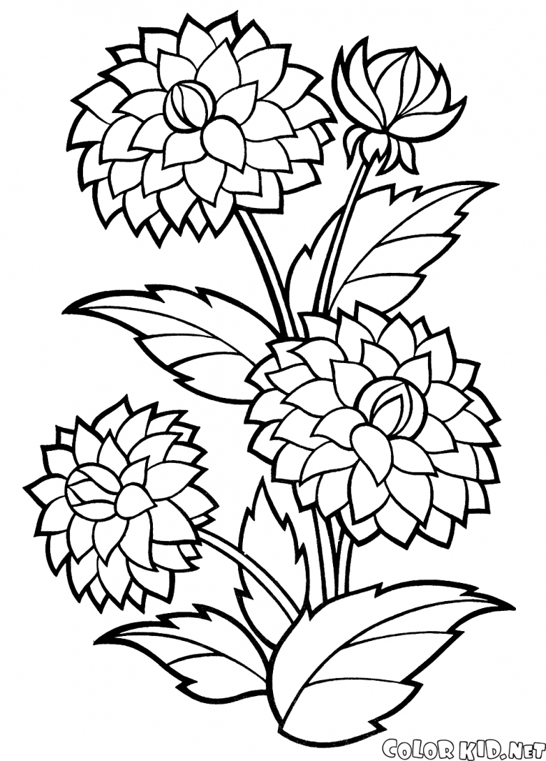 782x1090 The Dahlia Coloring