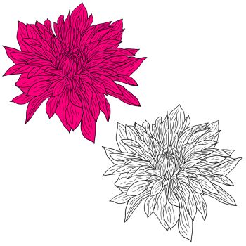 350x350 You Searched For Dahlia Flower On A White Background Beautiful