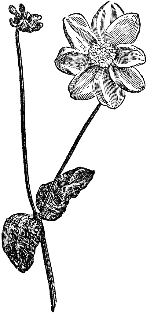 481x1024 Dahlia Clipart Etc
